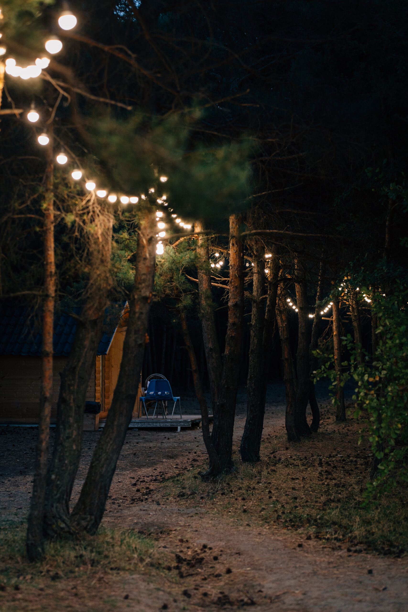 A row of trees decorated with hanging light bulbs during a party at night, Lake Sevan, Armenia